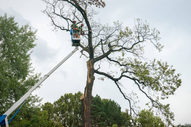 Emergency Storm Tree Removal in Marlboro Village, MD